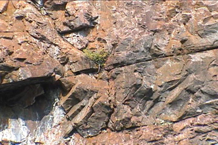 Everywhere there are signs of the tenacity of life...