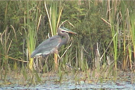 The bird was less impressed with me.