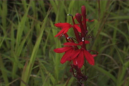 They make tripping in August worthwhile.