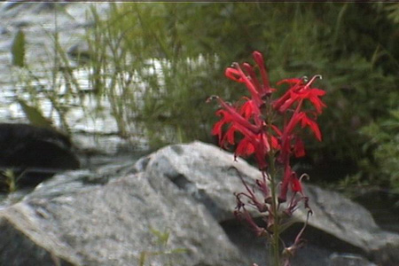 Yes, it's the flower show... 	not the lack of biting insects that lures oneinto the woods at this time of year!