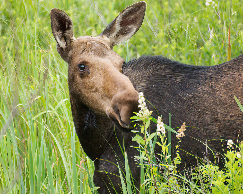 algonquin moose pic