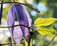 thumb featured galleries