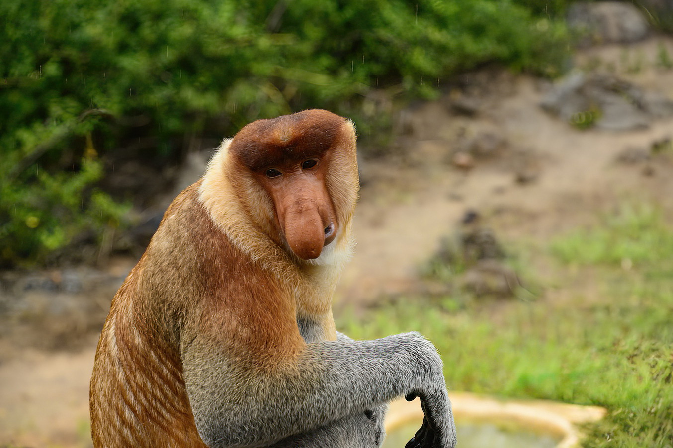 proboscis monkey