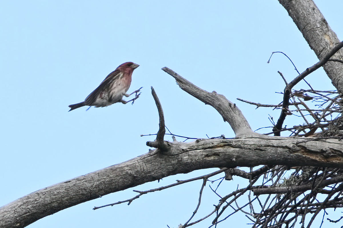 The male purple finch decides to visit the heron nest