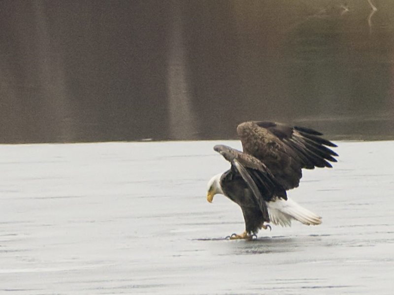 First we have to drill a hole in the ice...