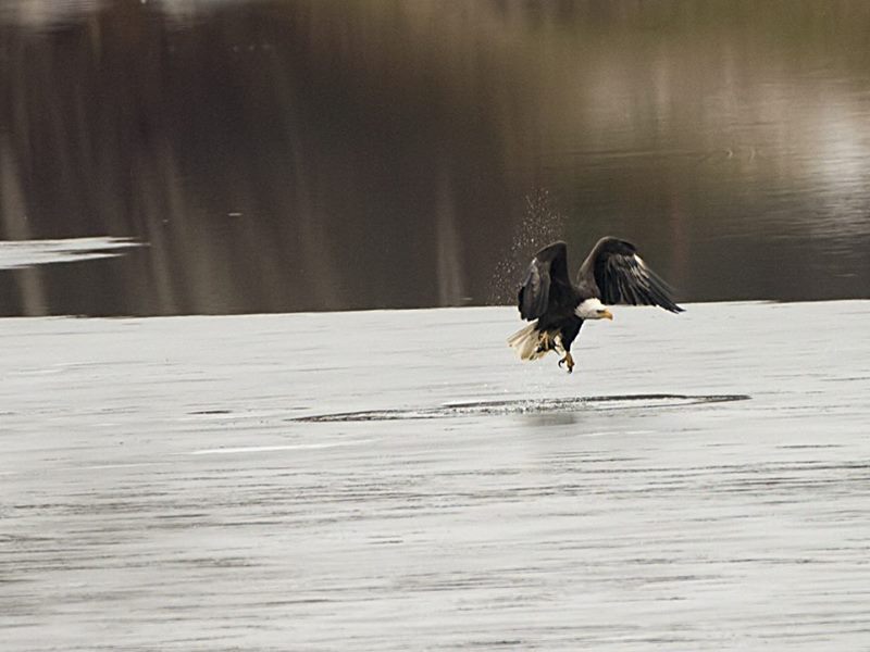 Wings work even when wet.