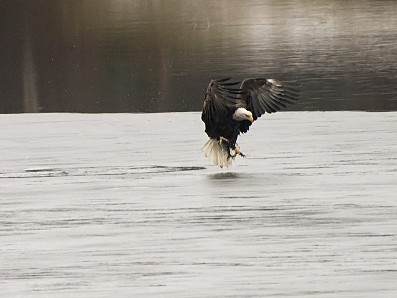 Maybe I should just stop here for 5 minutes or so to drip-dry these feathers.