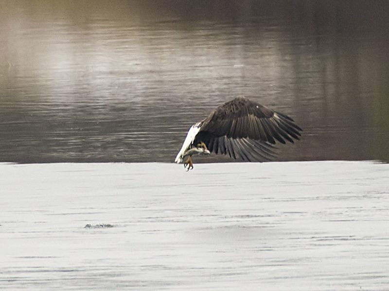 Okay! That's better. Time to get this dinner home.