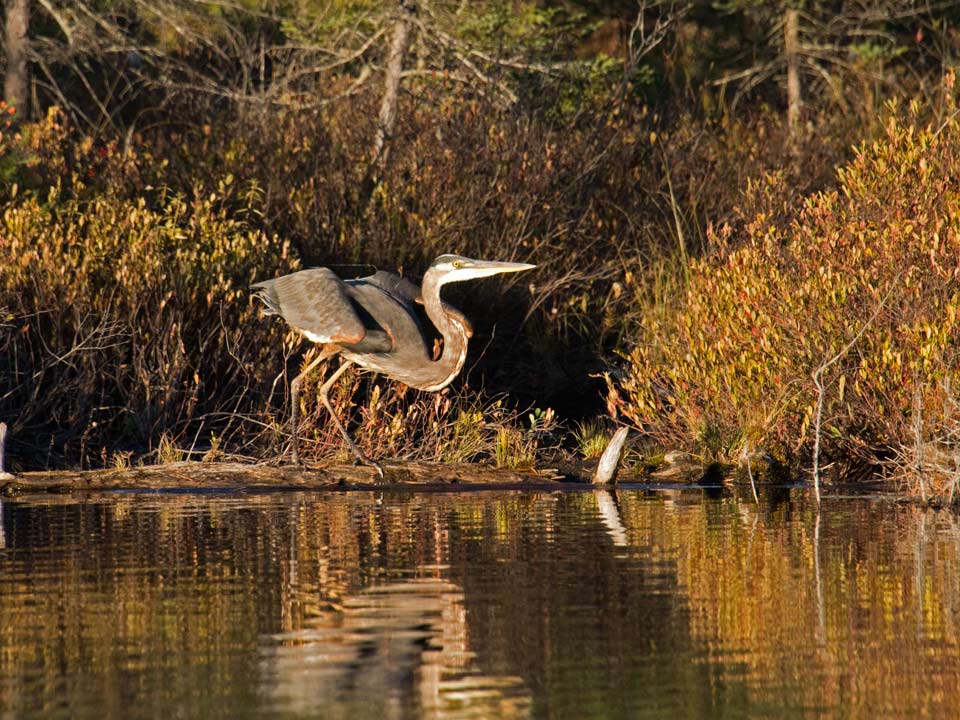 As I drifted toward him in a canoe, I got fairly close before he decided to get airborne.