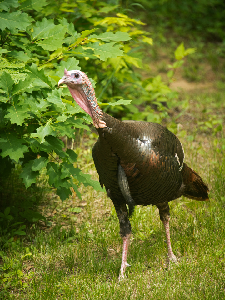 Wild turkeys visit from time to time.