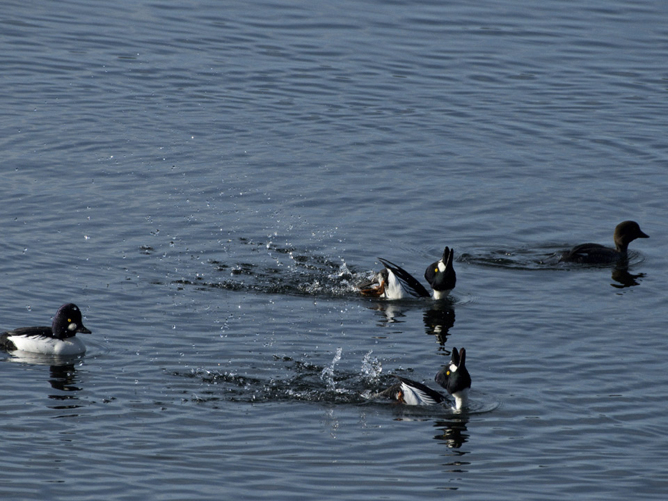 The males never miss a chance to impress the ladies.