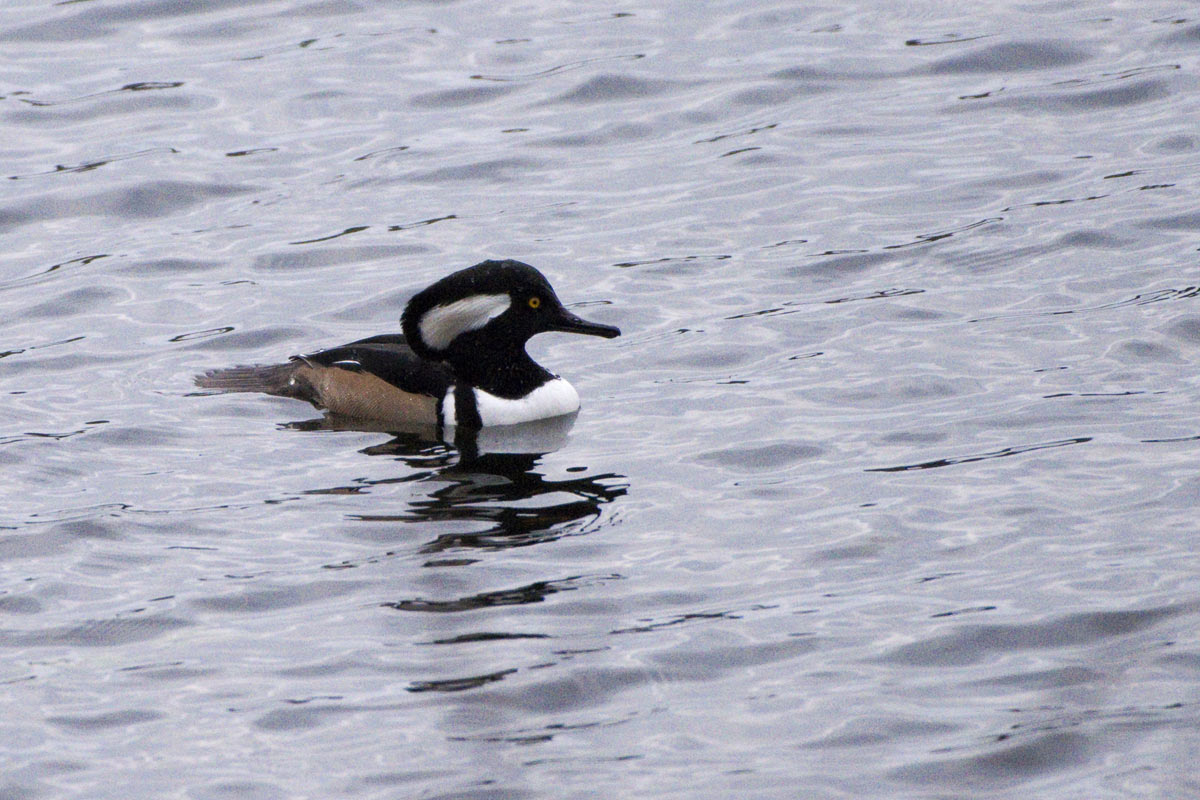 A hooded merganser in November.