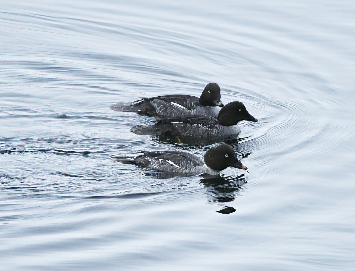 A trio of female Goldeneyes stopped in on their way south in early December.