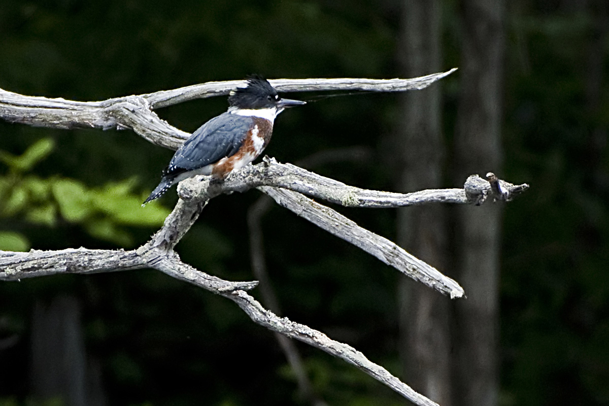 One afternoon in July, I drifted by a family reunion, of sorts.