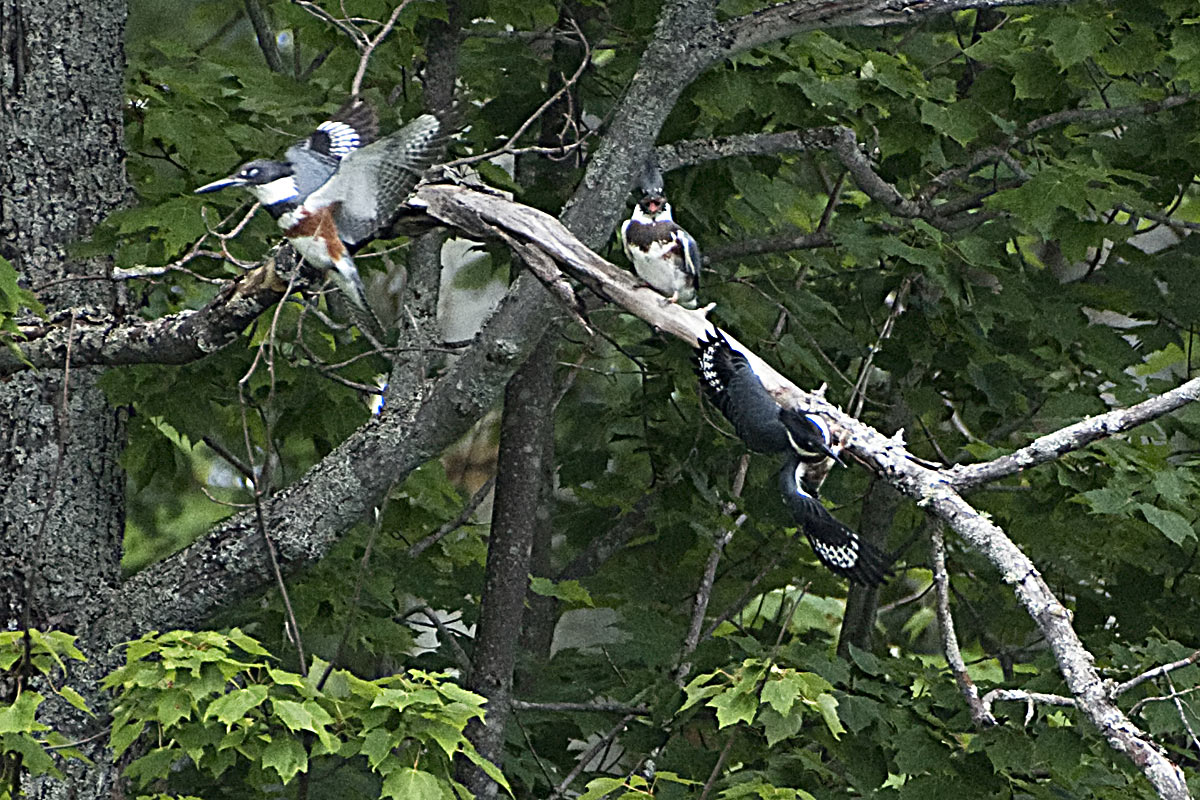 It even included a family dust-up among three of them!