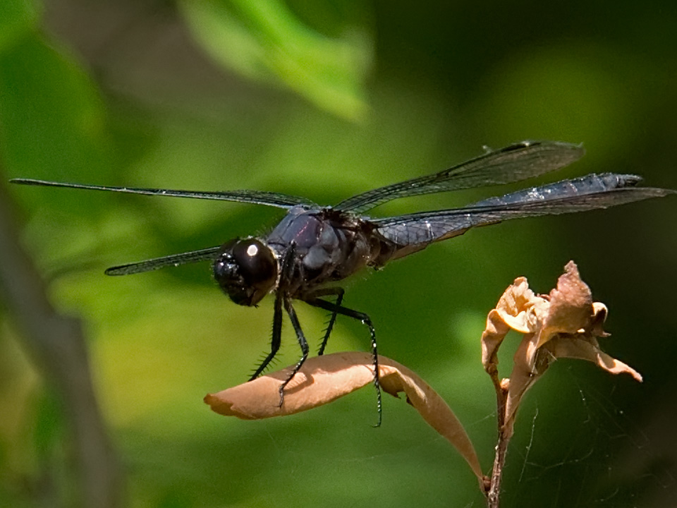 Many sizes and wing patterns...