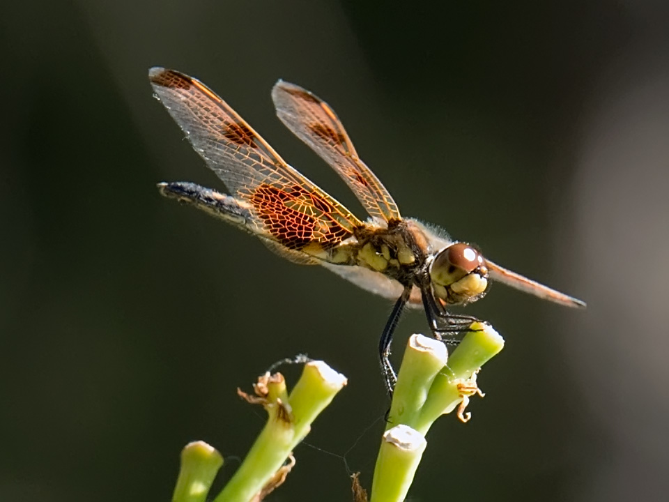 They will choose a perch, fly away the instant before you click the shutter.