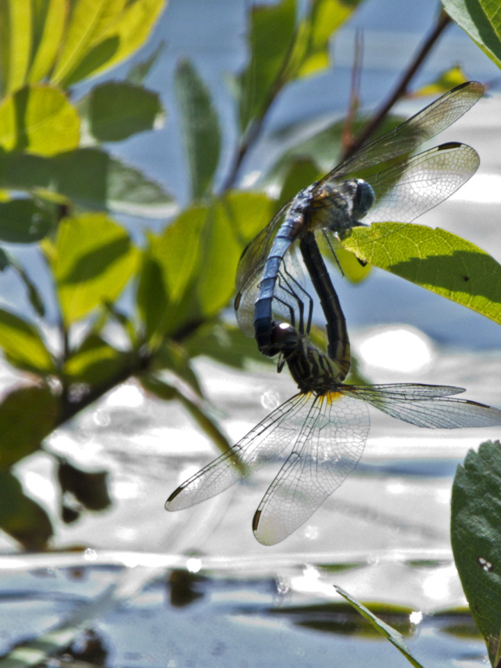 Dragon flies in a private moment... The eggs laid will not hatch until next spring.