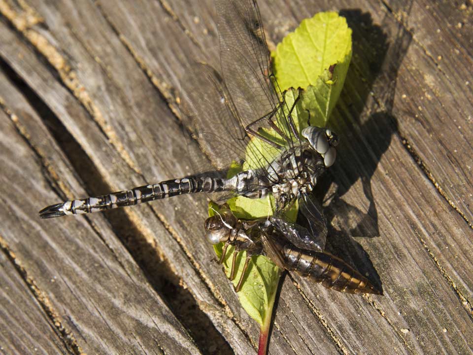 And hatch into adults.