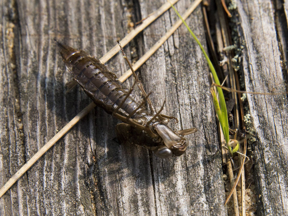 The Nymphs can stay in the water and grow for up to 4 years. Eventually, they leave the water ...