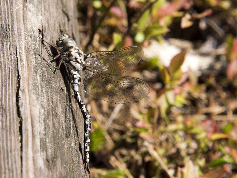 The adults take a month or so to mature and live for 2 to 4 months, eating insects, laying eggs and die befor ethe heavy frosts of fall.