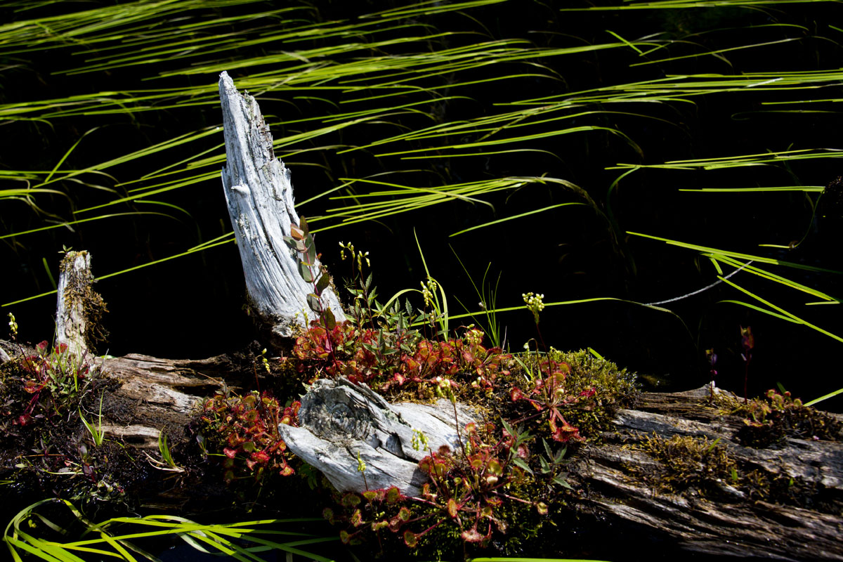 Sundews (Droseracea family) are one of two carniverous plants in the marsh.