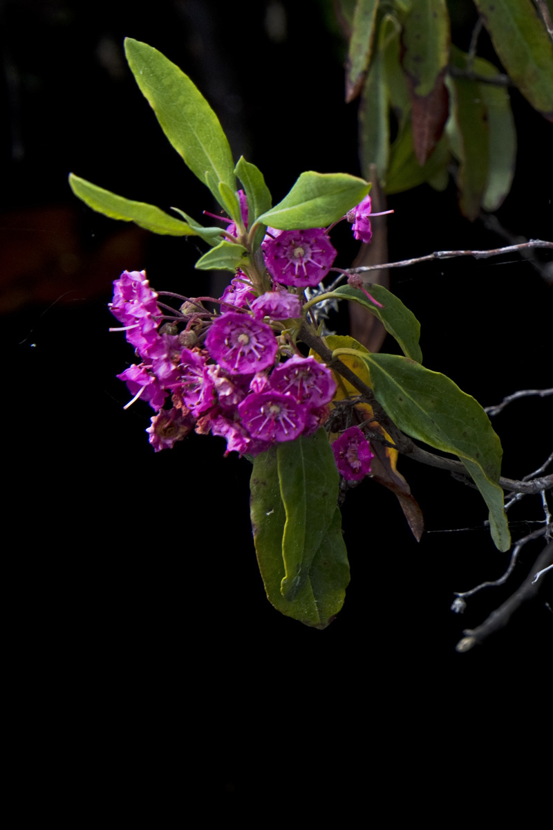Sheep's Laurel comes a close second