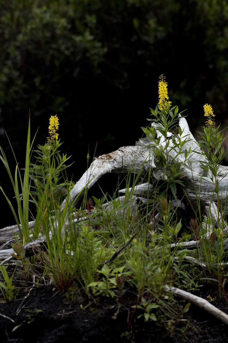As August matures, we see swamp candle blossoms arrive.