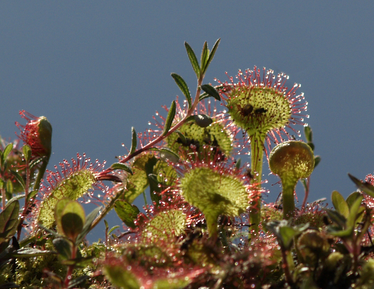 They exude sticky sap from their blossoms to catch and digest small insects.
