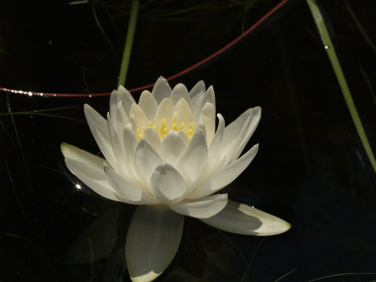 The large roots are sometimes seen floating after a beaver has uprooted one for a snack.