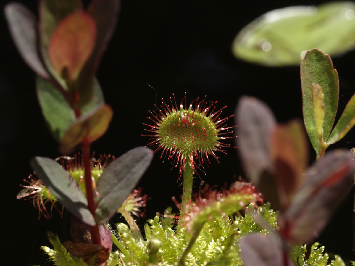 When stimulated enough, the pad can fold in on the prey making it easier to digest.