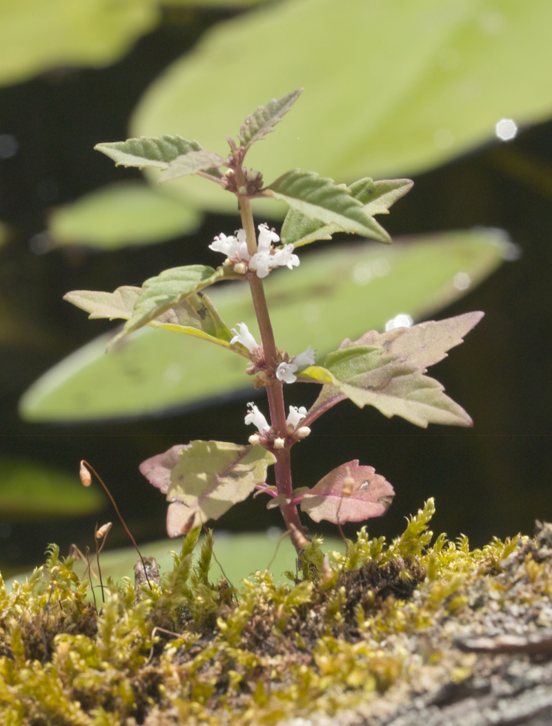 Later in the summer, they sprout a stalk ringed with very tiny flowers.