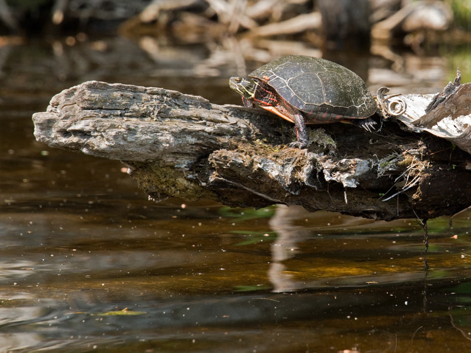 Turtles as a species were here before the dinosaurs and have changed little in the 250 million years since.