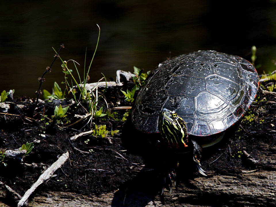 In the spring, they get possessive of their warm basking logs and are understandibly reluctant to get back into the cold water.