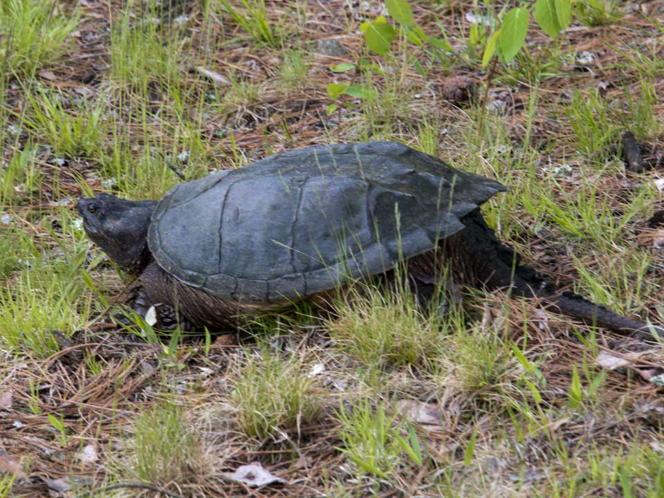 Snapping turtles look for sandy soil to dig in to lay their eggs.