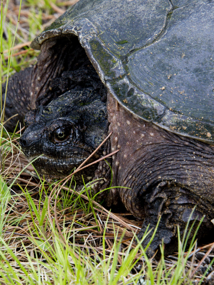 Just one look and you can tell you are seeing a creature with a prehistoric lineage.