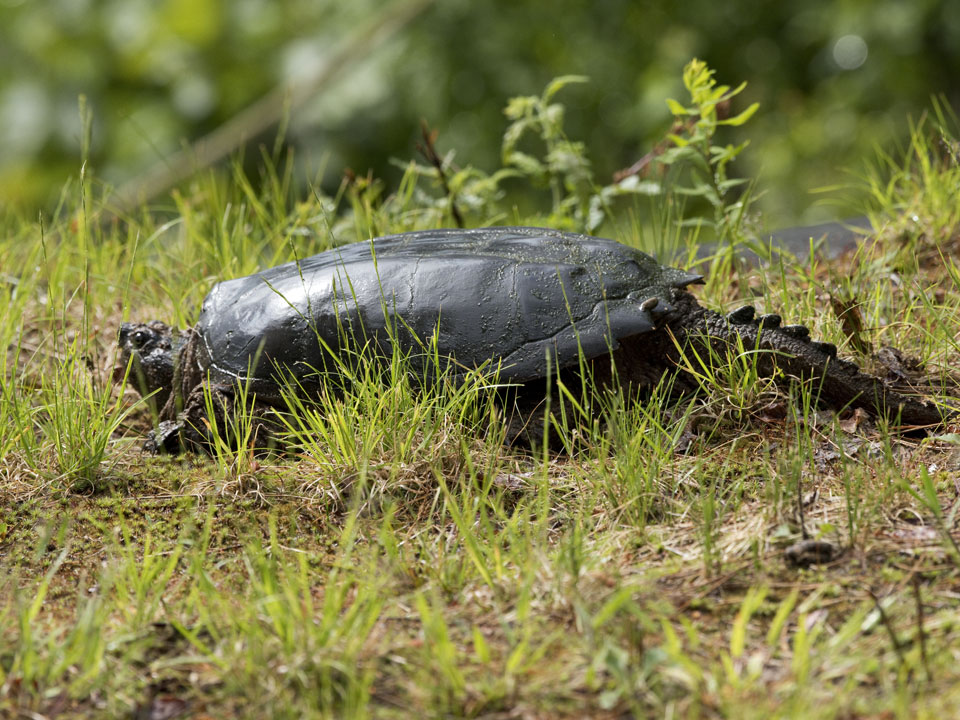 Happily, a suitable place is on our front lawn.
