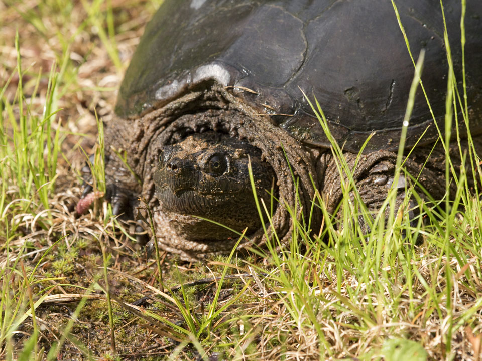All of these images are taken with a telephoto lens at a good distance to avoid disturbing them.