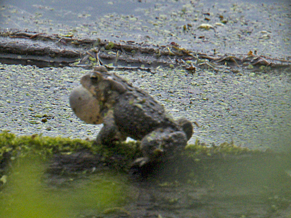 Bullfrogs are plentiful in Green and Labrador Lakes, indicating that the water quality and the habitat is favourable.