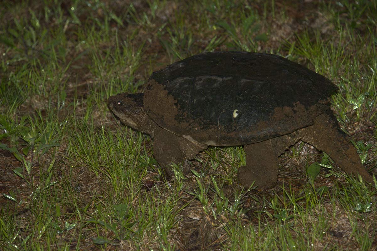 As evening falls, she heads back to the water.