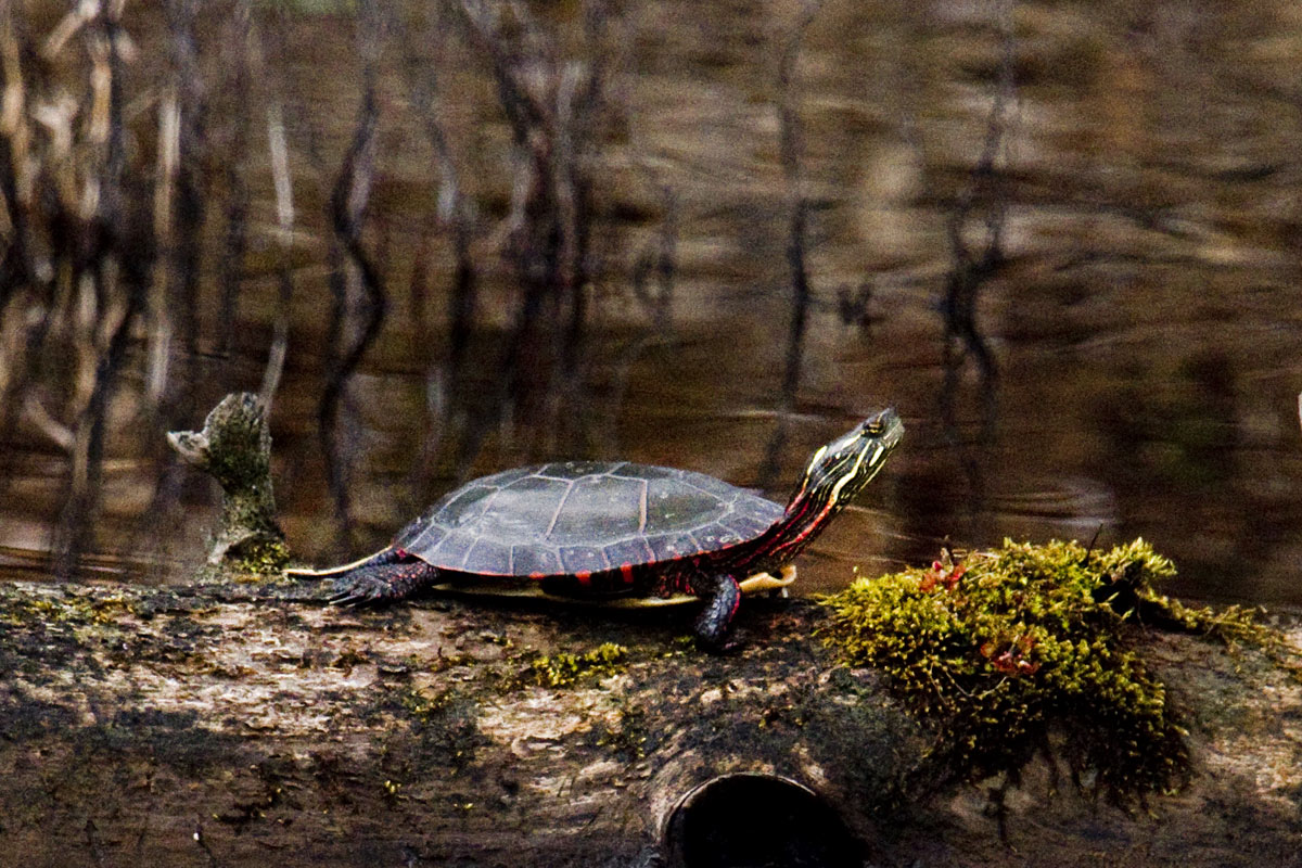 The eggs will hatch before the end of summer ( 180-120 days ) . The tiny turtles head directly to the water!