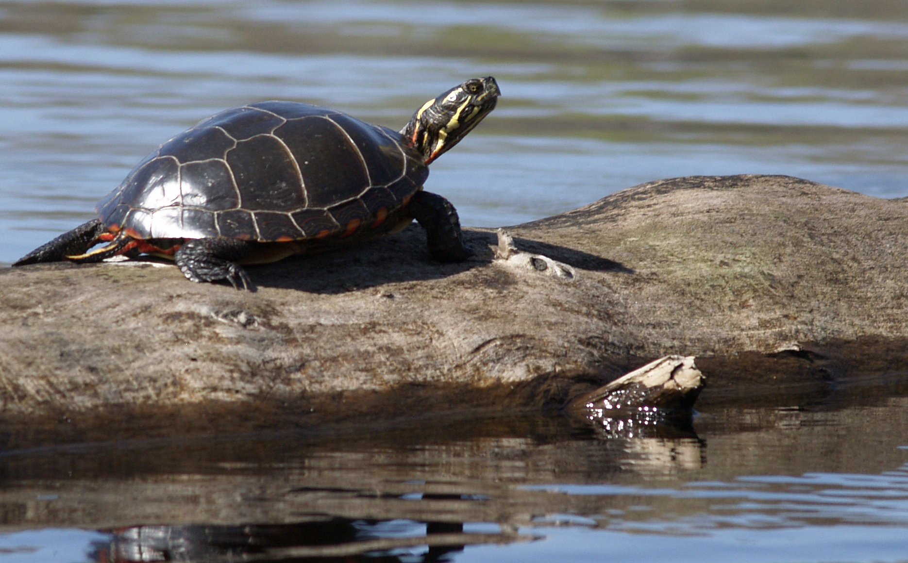 We all hope that it will continue to be a healthy ecosystem.