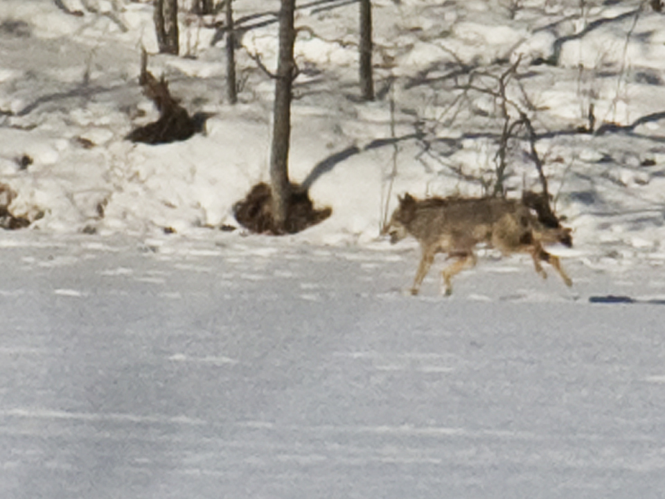 This wolf (or coyote) ran along the far side of the lake with an unusual gait.