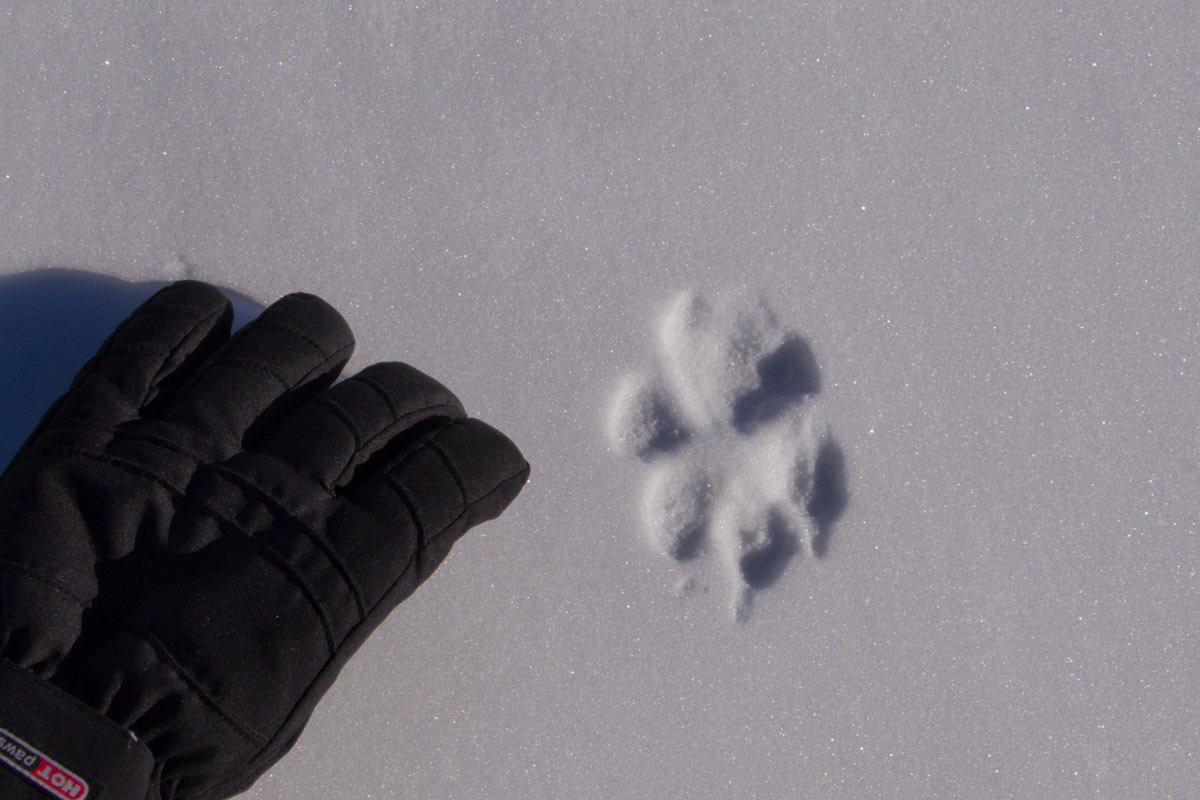 Not the least of those reasons is the transient presence of wolves.