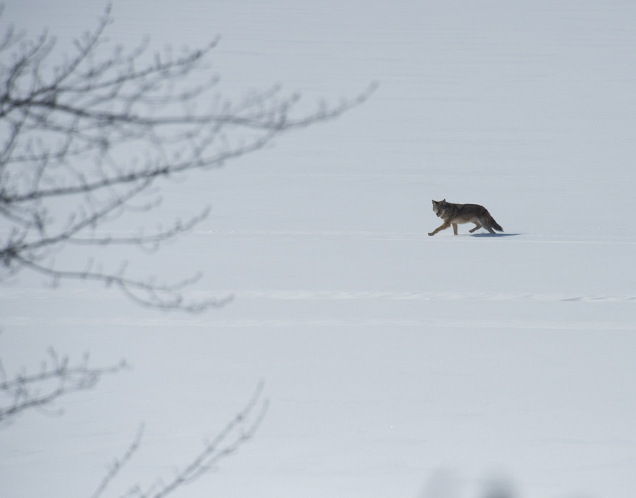 Not so with the healthy pair that went by in 2018. 