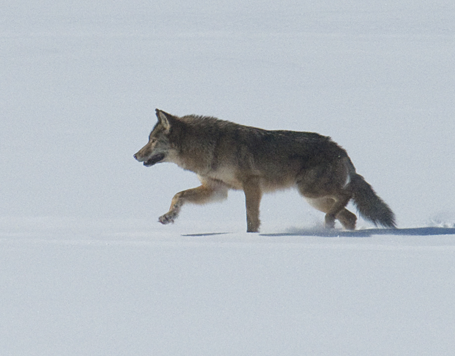 The leader broke the trail.