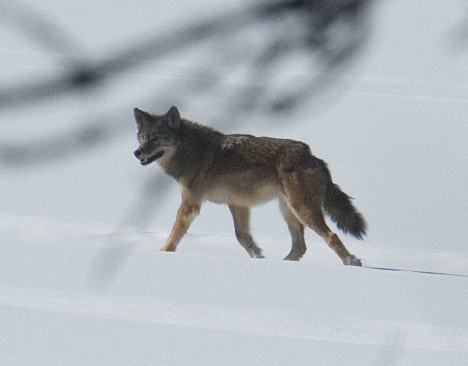 The mate followed behind... in the exact same tracks. It was hard to tell there had been two animals.