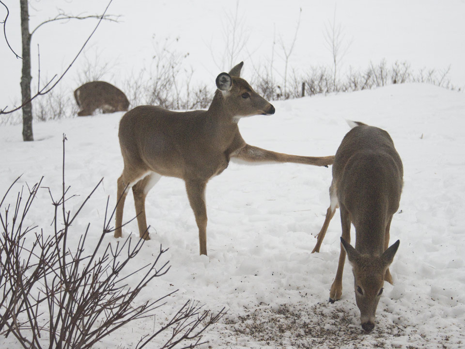 When deer visit the bird feeder in the late winter, some of them get "testy".
