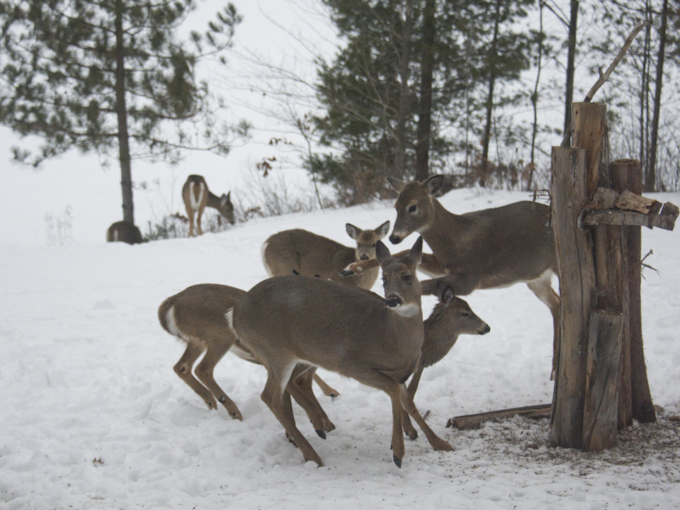 The rest have to "learn their place" pretty quickly.