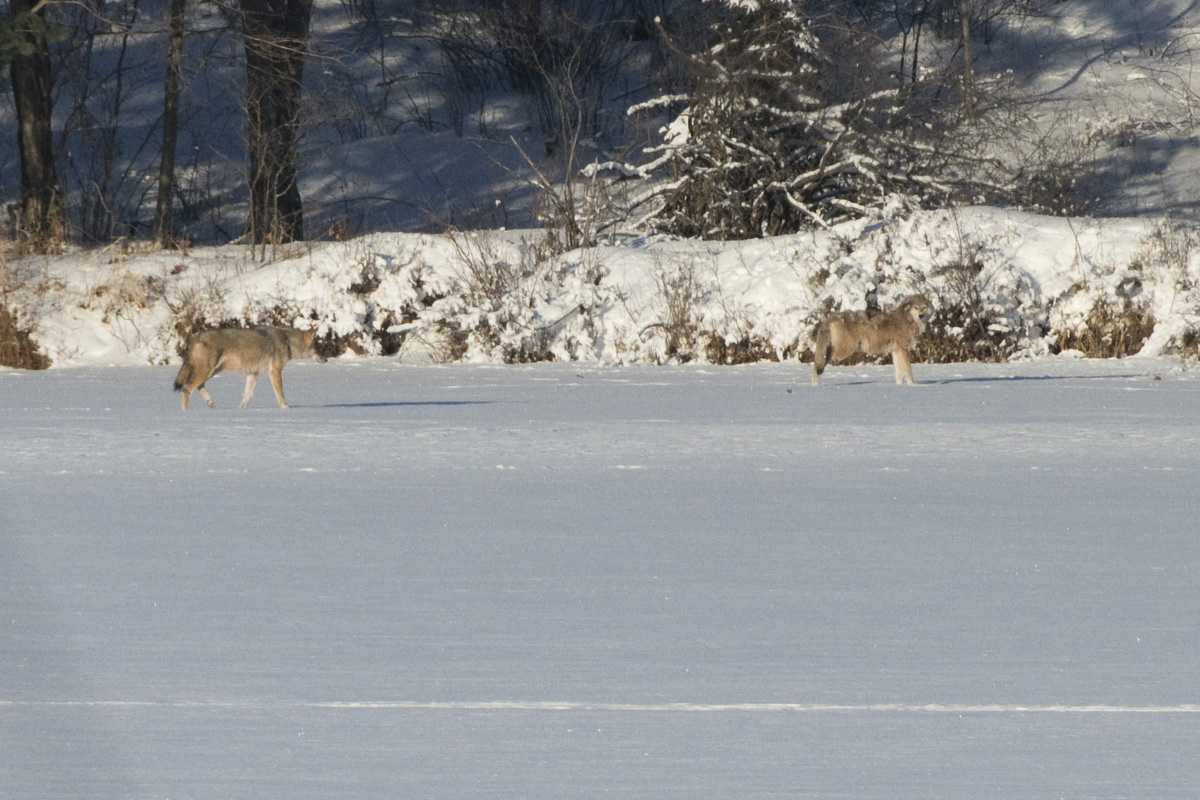 A pack of 4 wolves crossed the lake in Jan. of 2019.